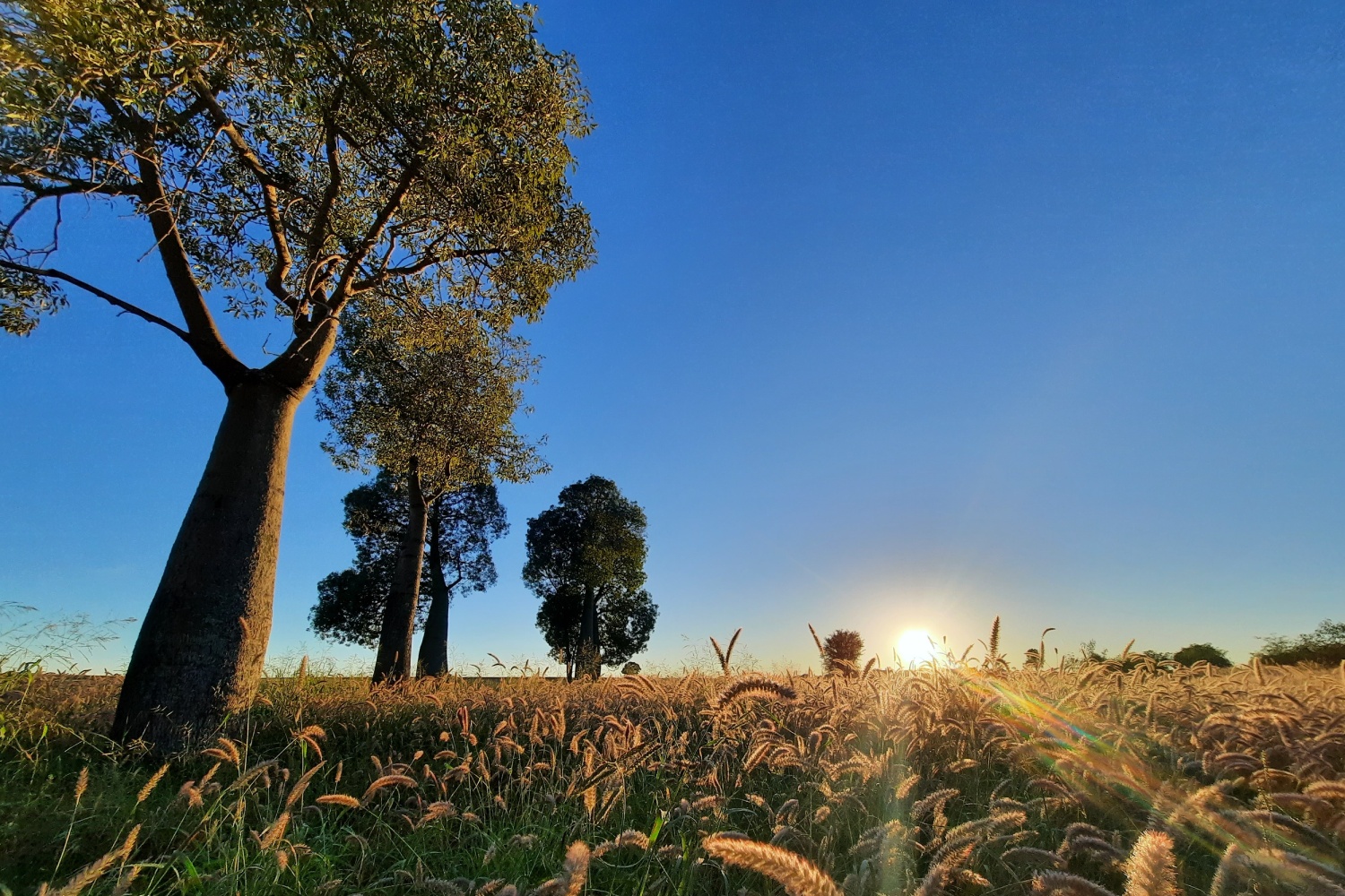 Sophie Boab Photography Tree_in_the_Morning